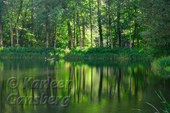 Reflections of Green