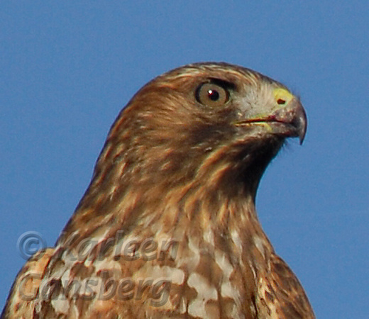 Sharp-Shinned Hawk Portrait