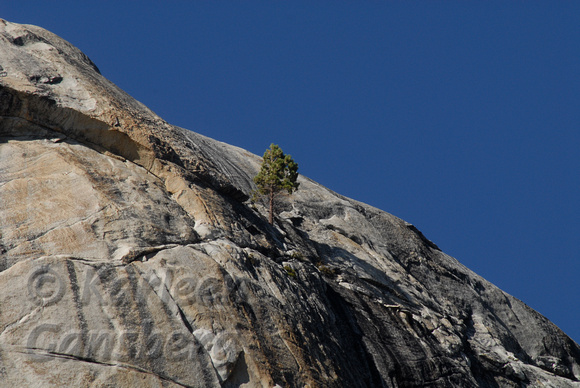 Lone Tree in Yosemite