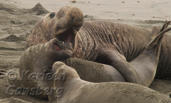 Elephant Seal Pair