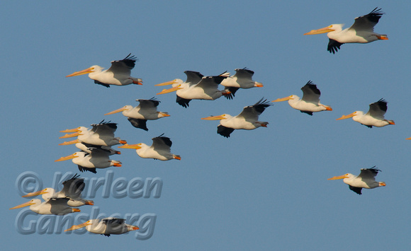 Flying Pod of Pelicans