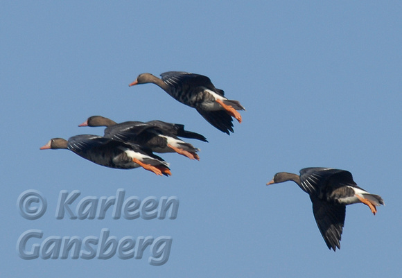 Four White Fronted Geese
