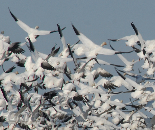 Snow Geese Take Off