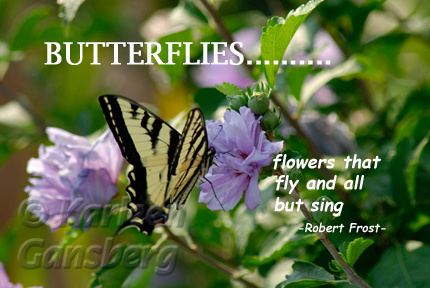 Butterflies....