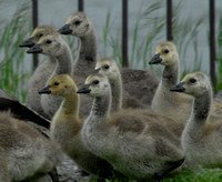 Geese of the Pacific Flyway