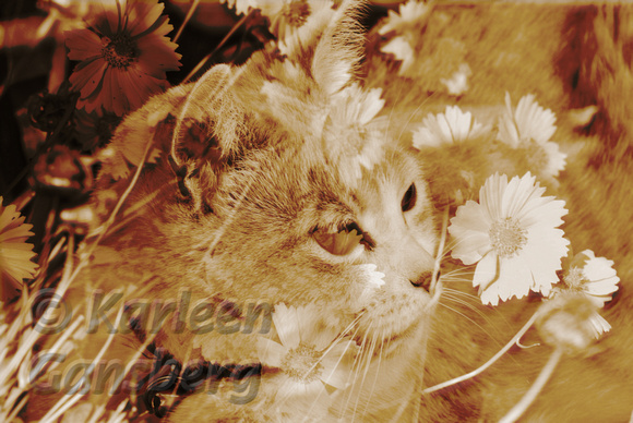 Sepia Toned Cat and Flowers