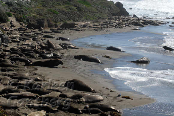 Elephant Seal Coastline