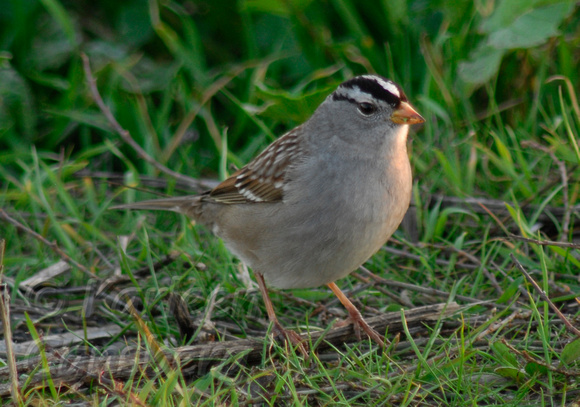 White-Crowned Sparrow (right facing)