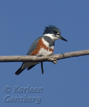 Belted Kingfisher