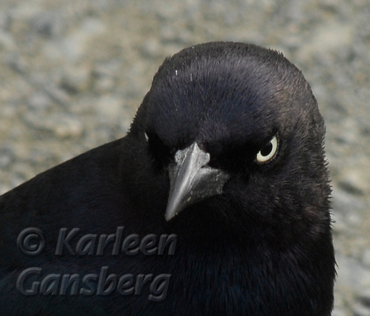 Black Bird