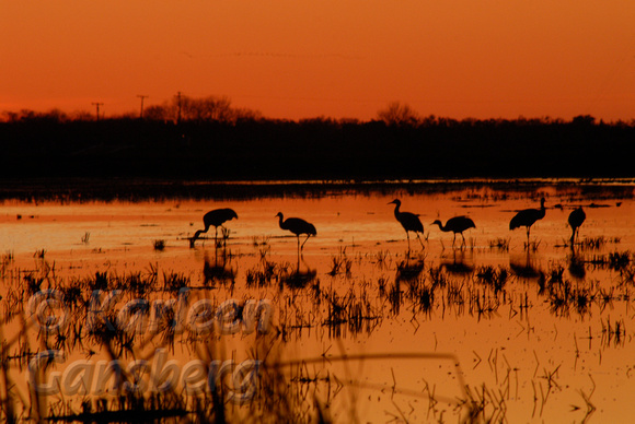 Sunset Silhouette Sandhill Cranes