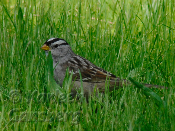 White-Crowned Sparrow (left facing)