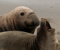 Elephant Seals - San Simeon, CA