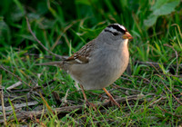 Sparrows, Finches, and Other birds